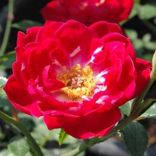 Vendita, rose rose polyanthe - rosa - Rosa Dopey - rosa mediamente profumata - De Ruiter Innovations BV. - ,-